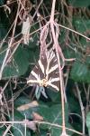 Euplagia quadripunctaria