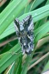 Autographa gamma