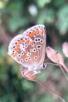 Aricia agestis