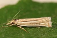 Ancylolomia tentaculella