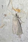 Calamotropha paludella