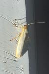 Manulea complana