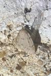 Paidia rica