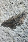 Philereme transversata