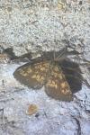 Ematurga atomaria