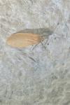 Wittia sororcula