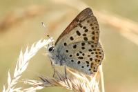 Lycaena tityrus