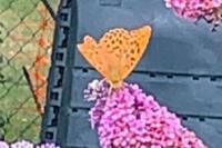 Argynnis paphia