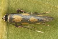 Euspilapteryx auroguttella