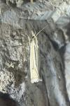 Ancylolomia tentaculella