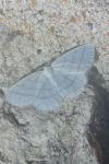 Cabera pusaria