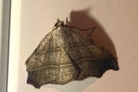 Laspeyria flexula
