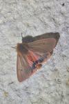 Phragmatobia fuliginosa