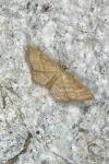Idaea ochrata