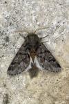 Thaumetopoea pityocampa