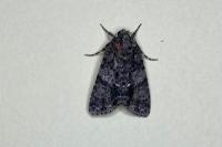 Acronicta rumicis