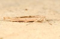 Ypsolopha mucronella