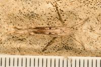 Ypsolopha mucronella