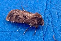 Agrotis bigramma