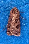 Agrotis bigramma