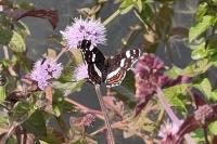 Araschnia levana