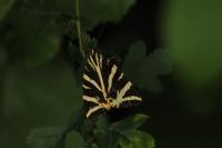 Euplagia quadripunctaria