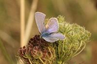 Polyommatus icarus