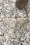 Idaea fuscovenosa