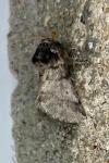 Thaumetopoea processionea
