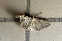 Idaea seriata