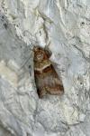 Acrobasis tumidana