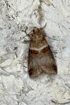 Acrobasis tumidana