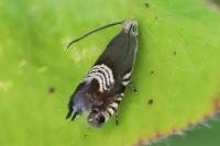 Grapholita compositella