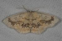 Cyclophora annularia