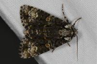 Craniophora ligustri