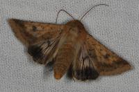 Helicoverpa armigera