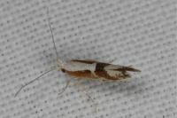Argyresthia pruniella