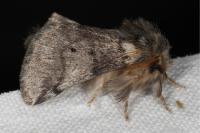 Thaumetopoea processionea