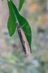 Agriphila inquinatella