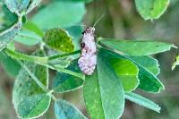 Cochylis molliculana
