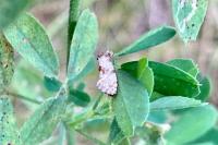 Cochylis molliculana