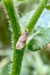 Cochylis molliculana