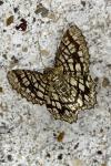Chiasmia clathrata
