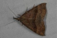 Hypena proboscidalis