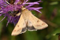 Helicoverpa armigera