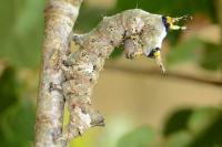 Catephia alchymista