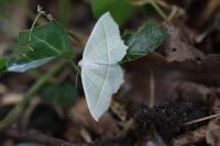 Campaea margaritaria