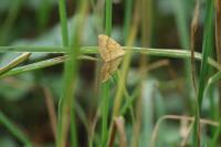 Camptogramma bilineata