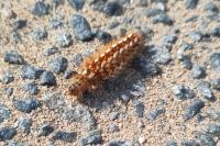 Acronicta rumicis
