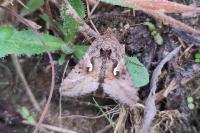 Autographa gamma